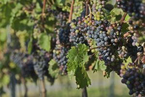 syndicat des vins du haut poitou vins rouges blancs rosés producteurs vignes