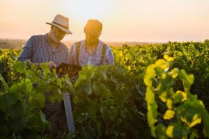 syndicat des vins du haut poitou vins rouges blancs rosés producteurs